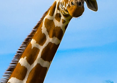 IMG14 – Girafa