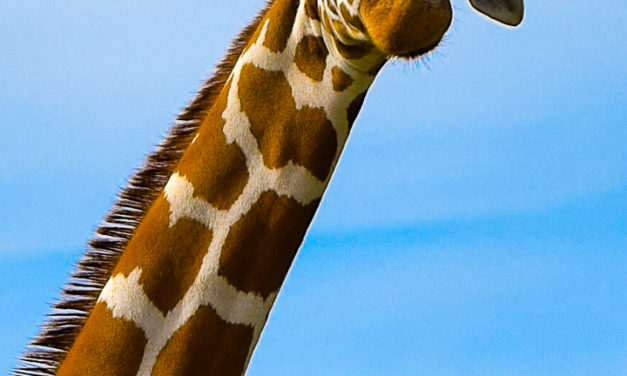 IMG14 – Girafa