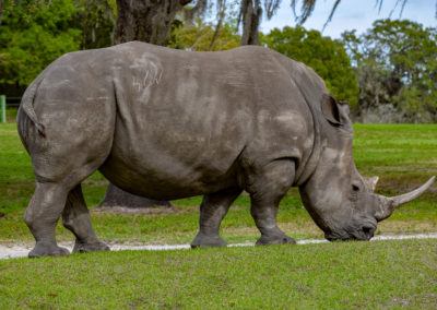 IMG13 – Rinoceronte