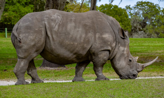 IMG13 – Rinoceronte
