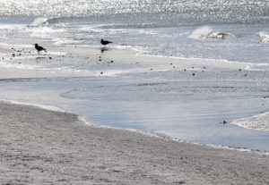 Mar, Areia e Pássaros