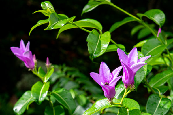 Textura Flor