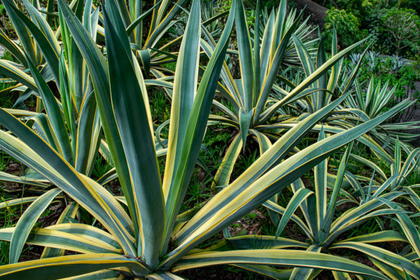 Textura - Planta