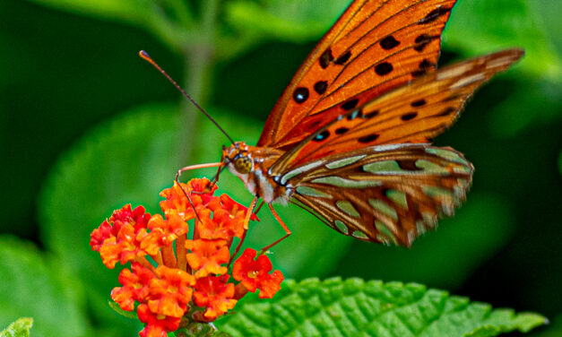 IMG39 – BORBOLETA