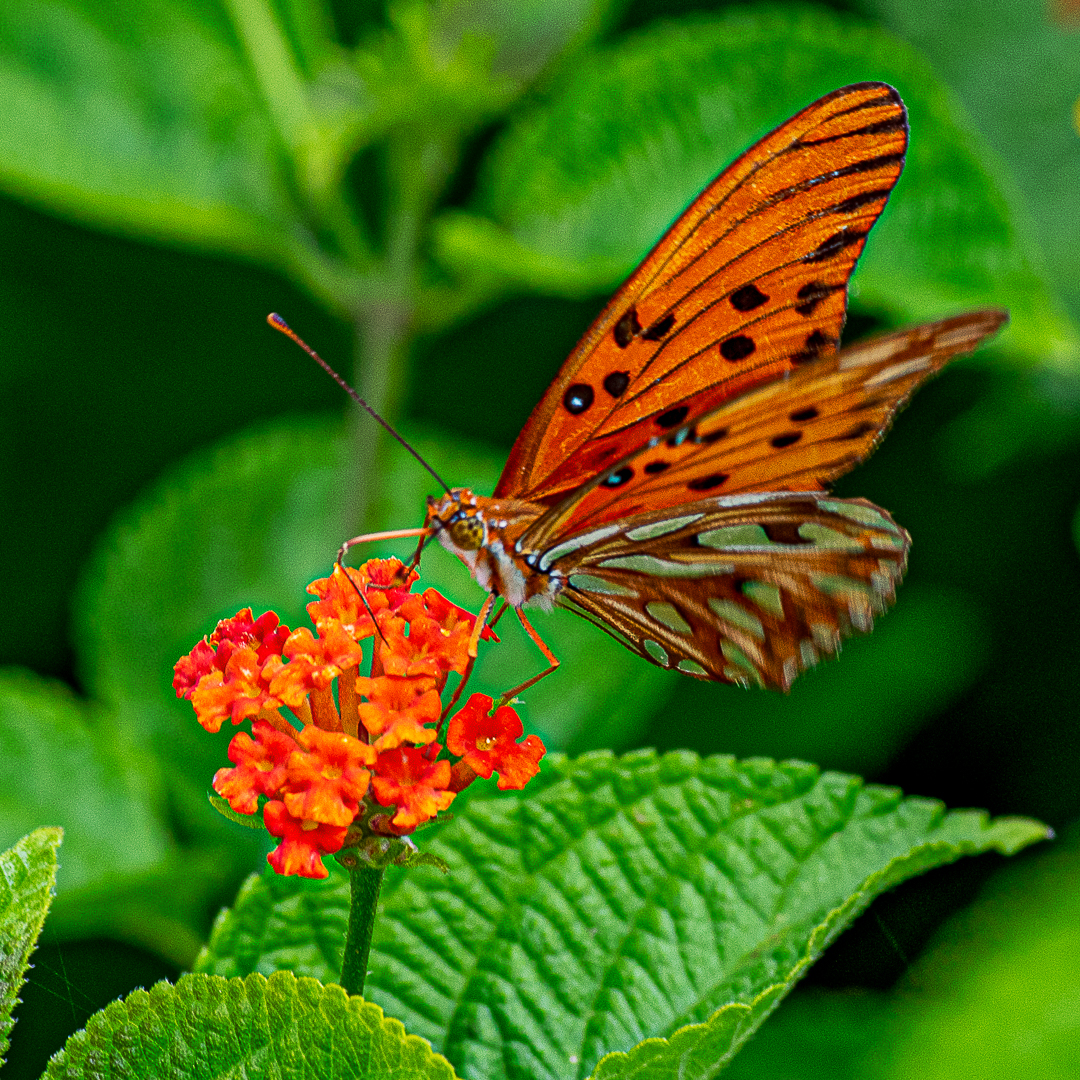 BORBOLETA