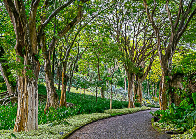 IMG34 – SÍTIO BURLE MARX – RIO DE JANEIRO