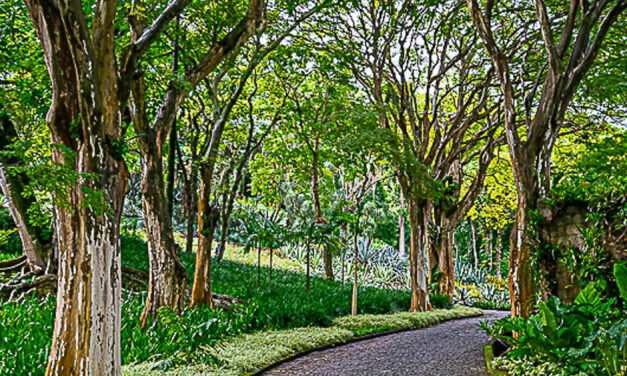 IMG34 – SÍTIO BURLE MARX – RIO DE JANEIRO